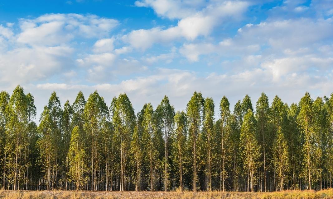 Drzewa w Chełmie – Ochrona środowiska i piękno miasta